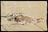 Bargain, Cretaceous Fish (Nematonotus) Fossil - Lebanon #147232-1